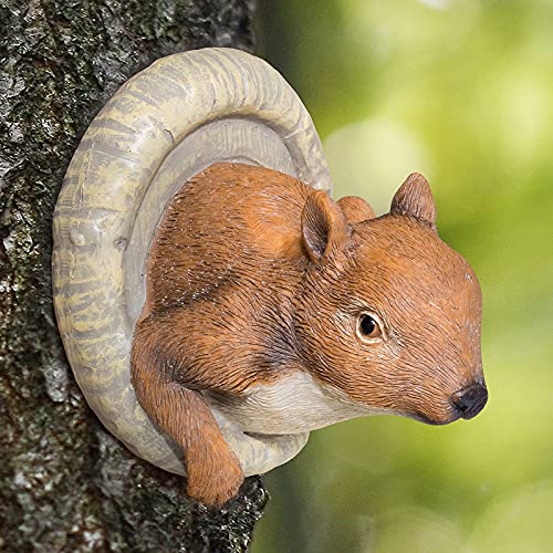 Squirrel Tree Peeker